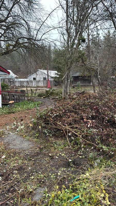 Land clearing and brush removal at the start of commercial site prep in Jacksonville, Oregon